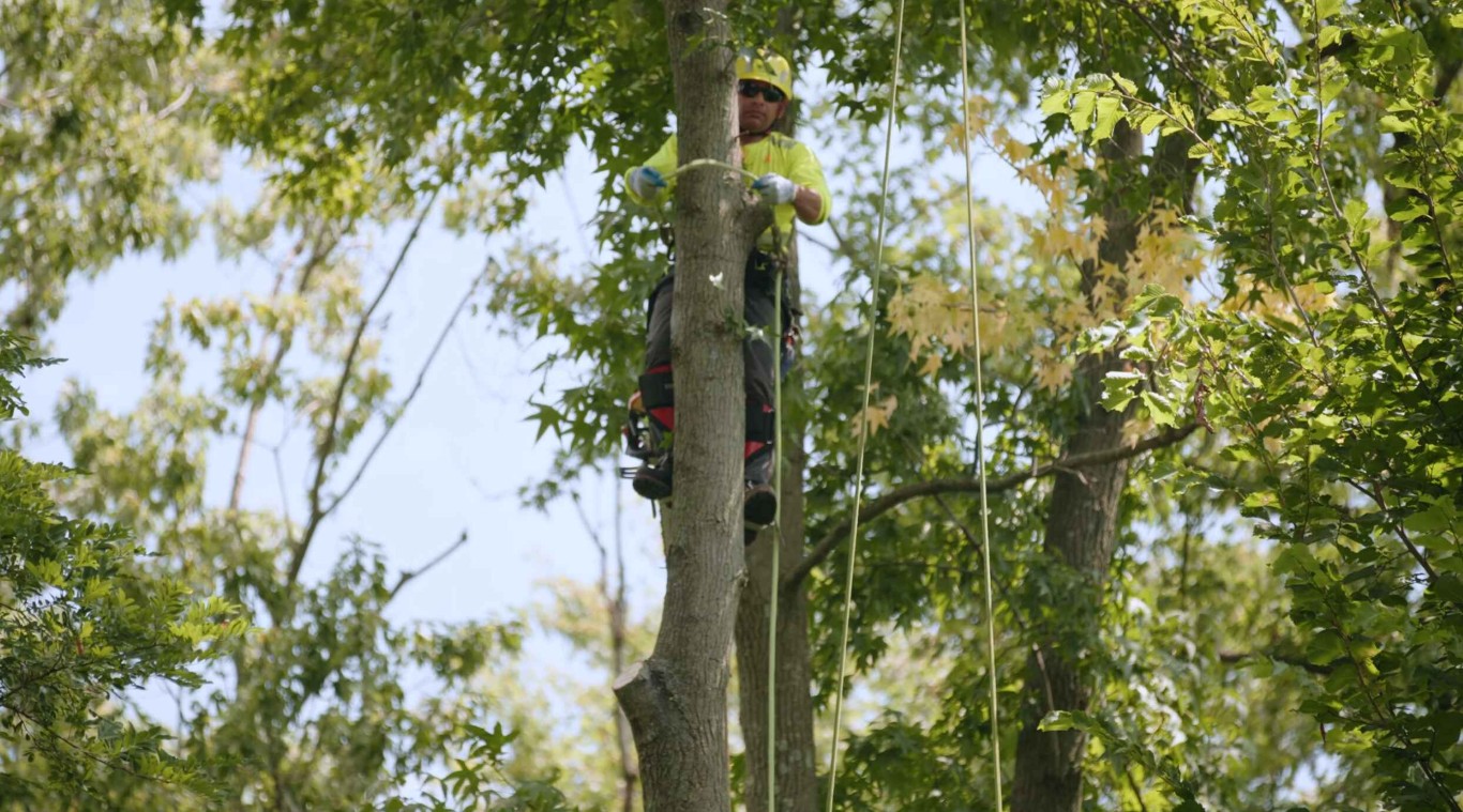 Arborist performing tree trimming in Mission Viejo, CA