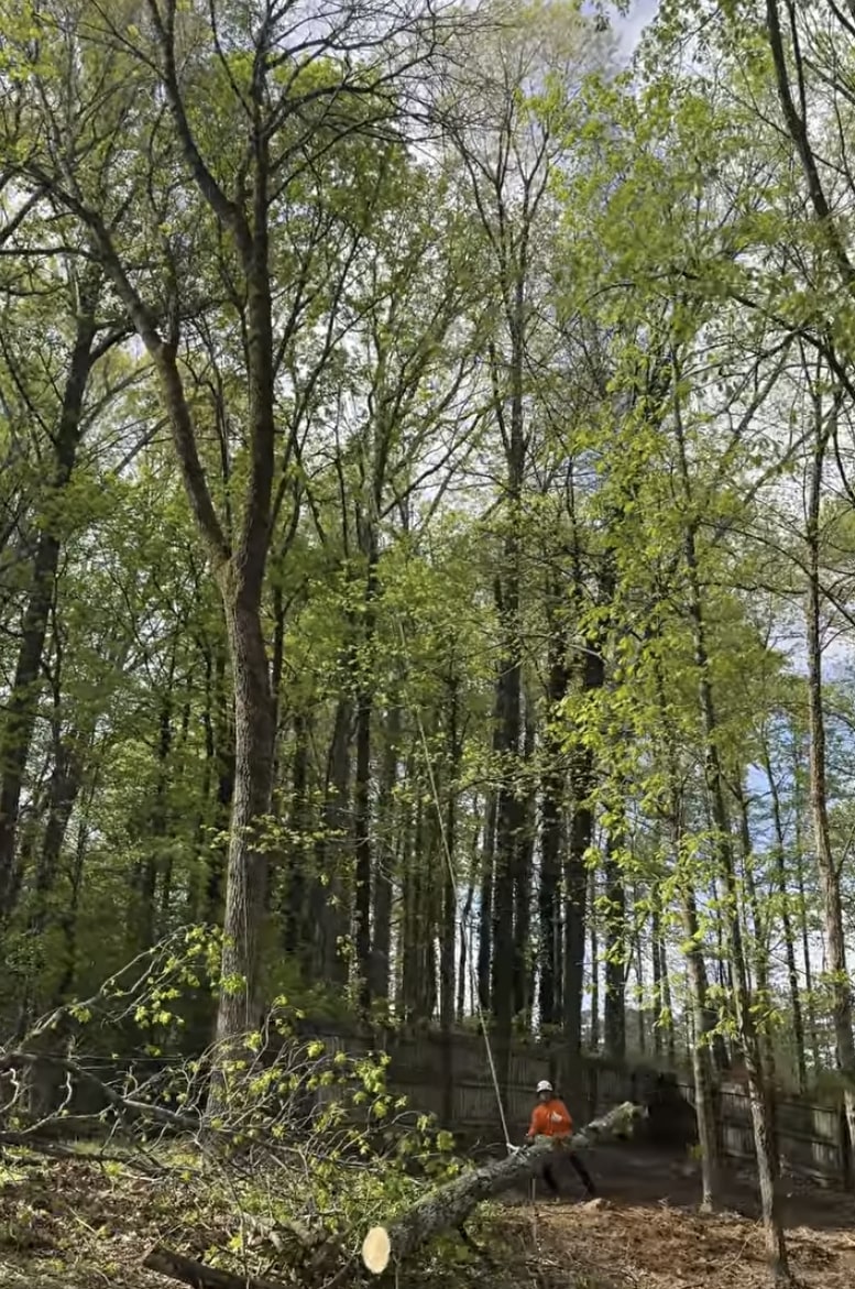 Professional tree service in Mission Viejo, CA